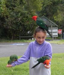 A bold girl feeding king parrots